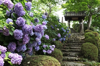 【受付終了】京都西山・善峯寺 八千株のあじさいとゆったり湯の花温泉・渓山閣